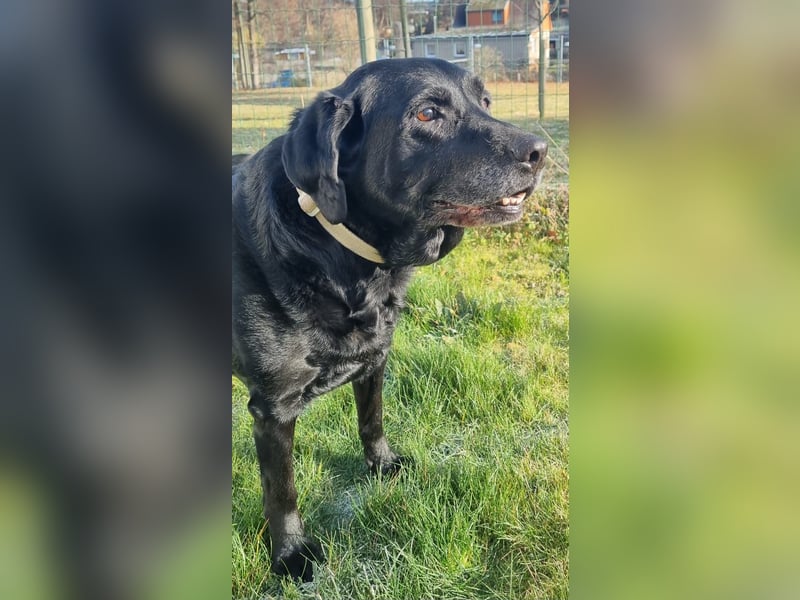 Kira, Labardorhündin, geb. 2014, ein absoluter Goldschatz