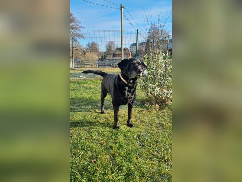 Kira, Labardorhündin, geb. 2014, ein absoluter Goldschatz