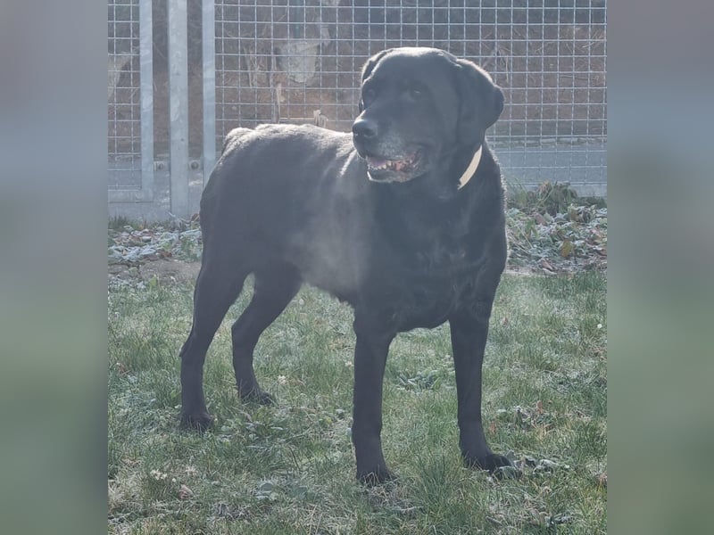 Kira, Labardorhündin, geb. 2014, ein absoluter Goldschatz