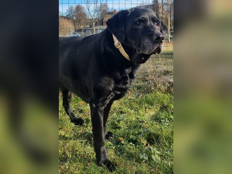 Kira, Labardorhündin, geb. 2014, ein absoluter Goldschatz