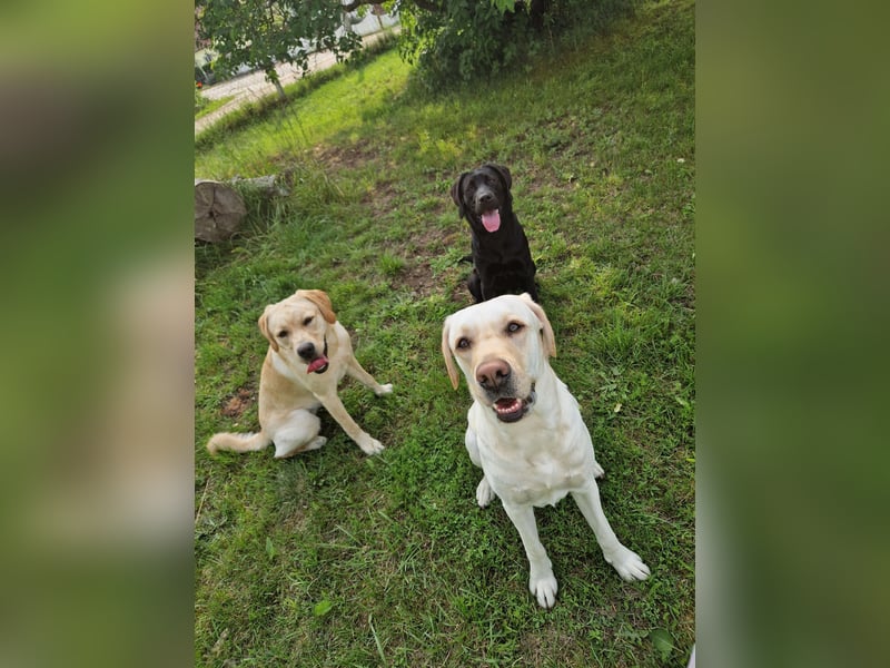 Labrador Deckrüde gesucht - Wurfplanung 2026/2027