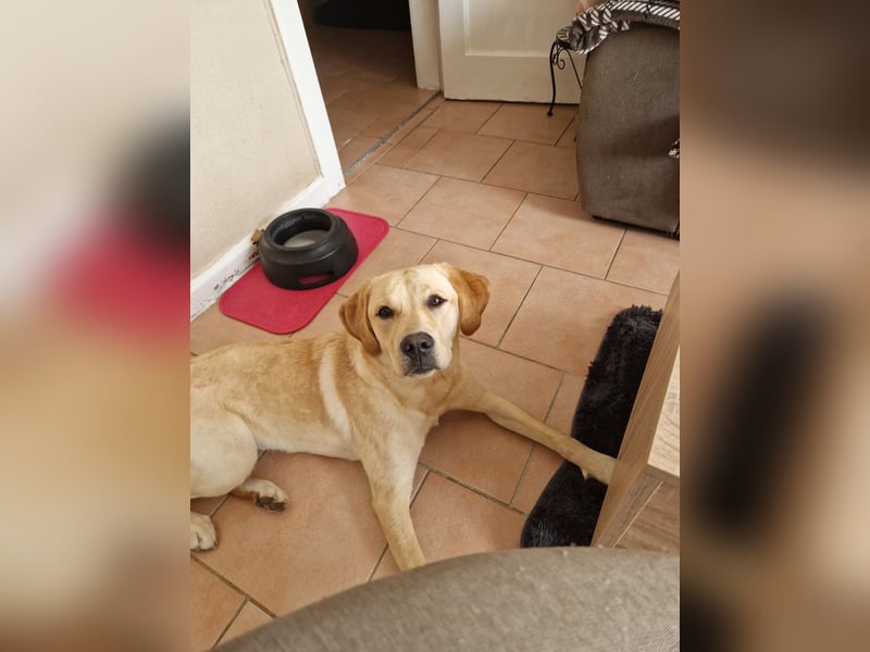 Labrador Deckrüde gesucht - Wurfplanung 2026/2027