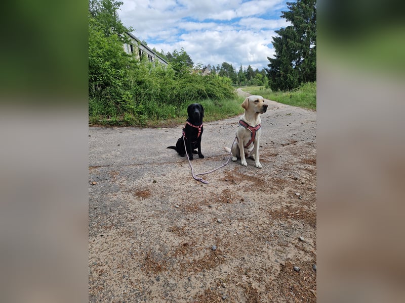 Labrador Deckrüde gesucht - Wurfplanung 2026/2027
