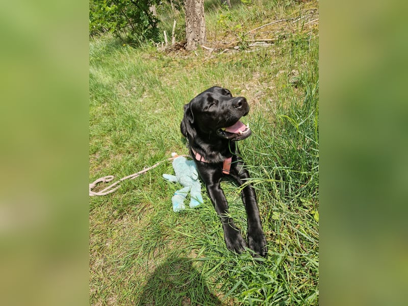 Labrador Deckrüde gesucht - Wurfplanung 2026/2027