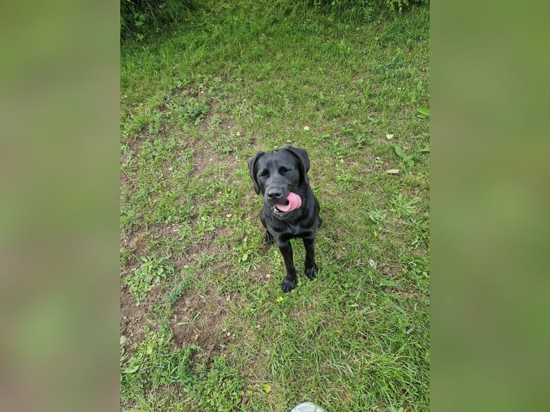 Labrador Deckrüde gesucht - Wurfplanung 2026/2027
