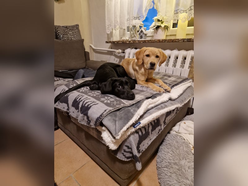 Wurfplanung für 2026/2027 - reinrassige Labrador Welpen