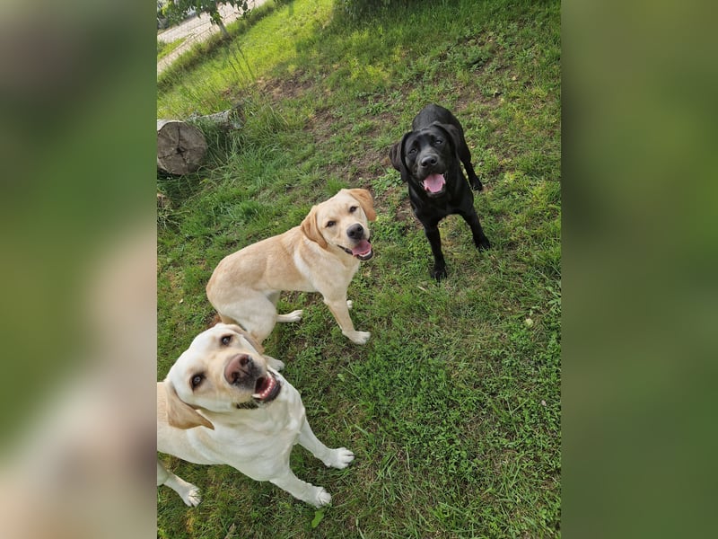 Labrador Deckrüde gesucht - Wurfplanung 2026/2027