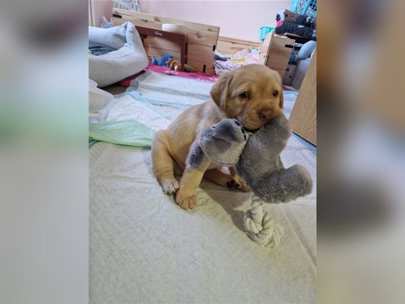 Wurfplanung für 2026/2027 - reinrassige Labrador Welpen
