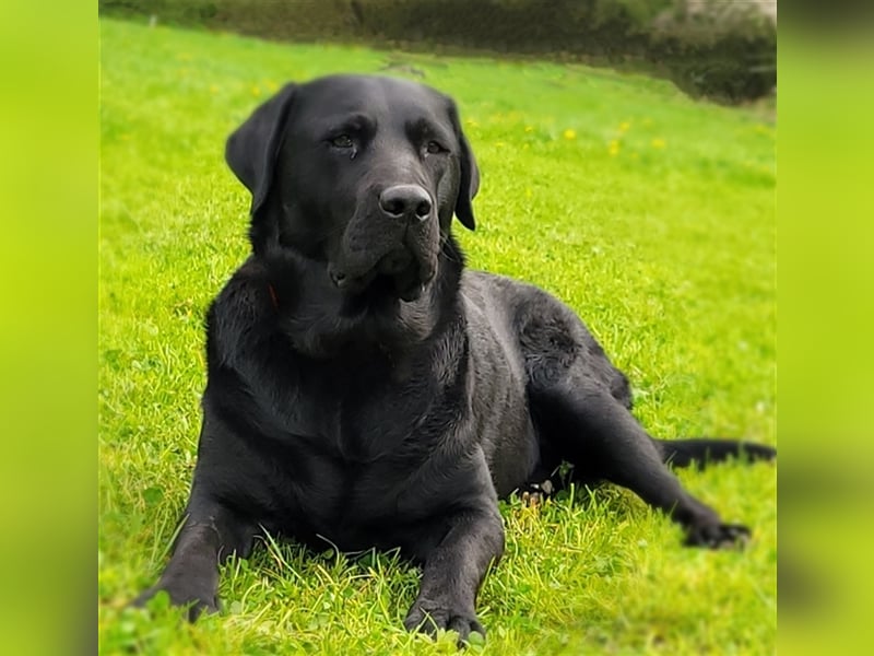Deckrüde - Labrador-Retriever - Arne von Lammertshof – schwarz – kein Verkauf