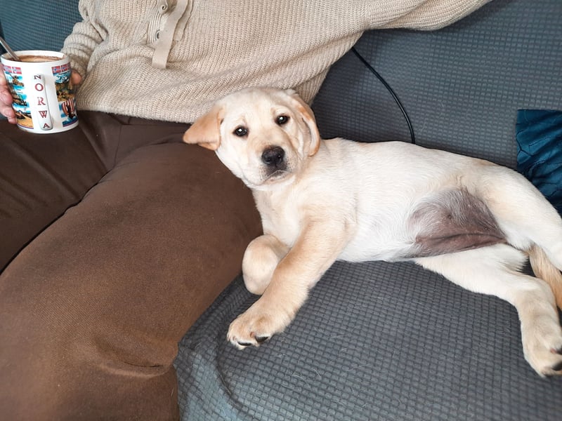 Labrador Welpen weiß/gelb m. Ahnentafel u. Züchternachweis