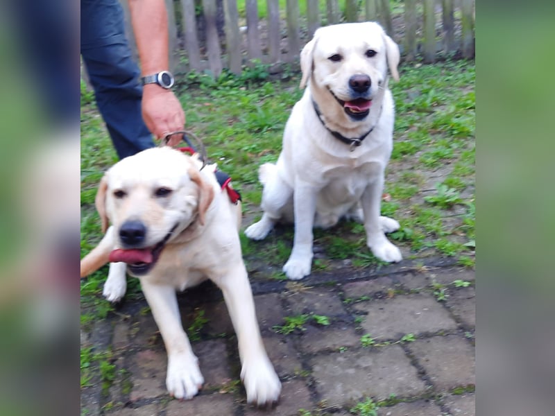 Labrador Welpen weiß/gelb m. Ahnentafel u. Züchternachweis