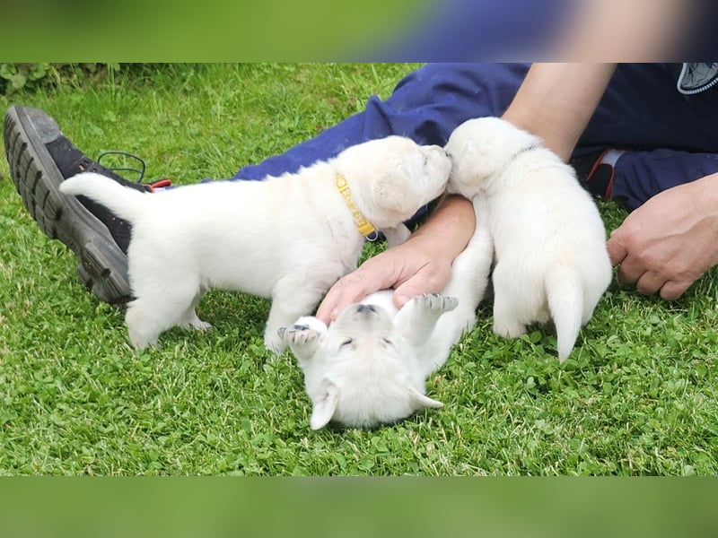 Labrador Welpen weiß/gelb m. Ahnentafel u. Züchternachweis
