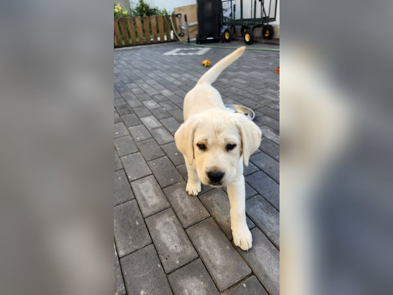 Labrador Welpen weiß/gelb m. Ahnentafel u. Züchternachweis