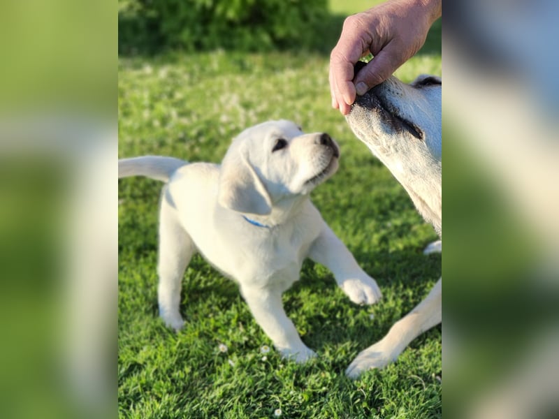 Labrador Welpen weiß/gelb m. Ahnentafel u. Züchternachweis