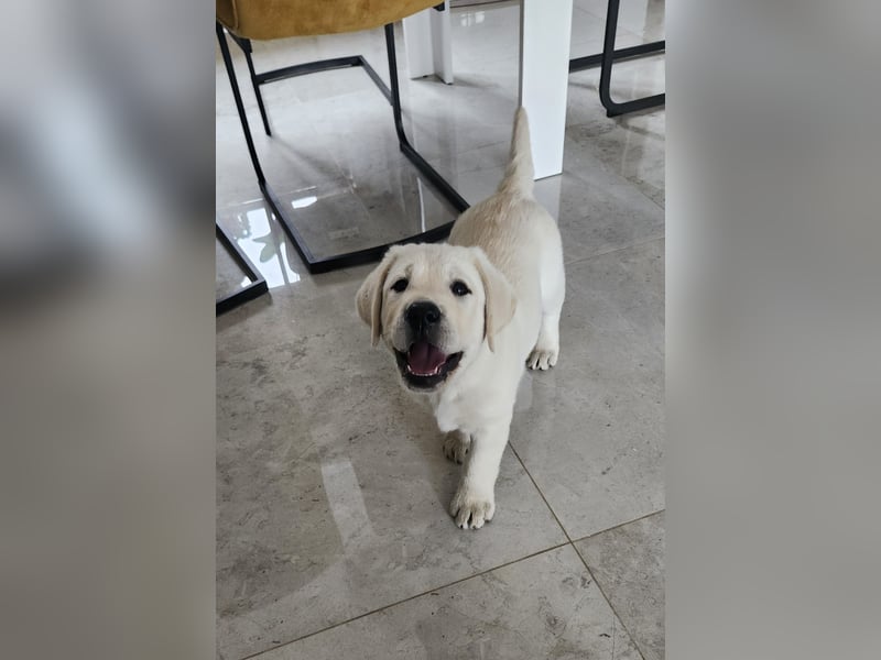 Labrador Welpen weiß/gelb m. Ahnentafel u. Züchternachweis