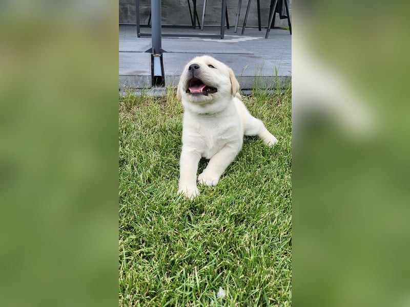Labrador Welpen weiß/gelb m. Ahnentafel u. Züchternachweis