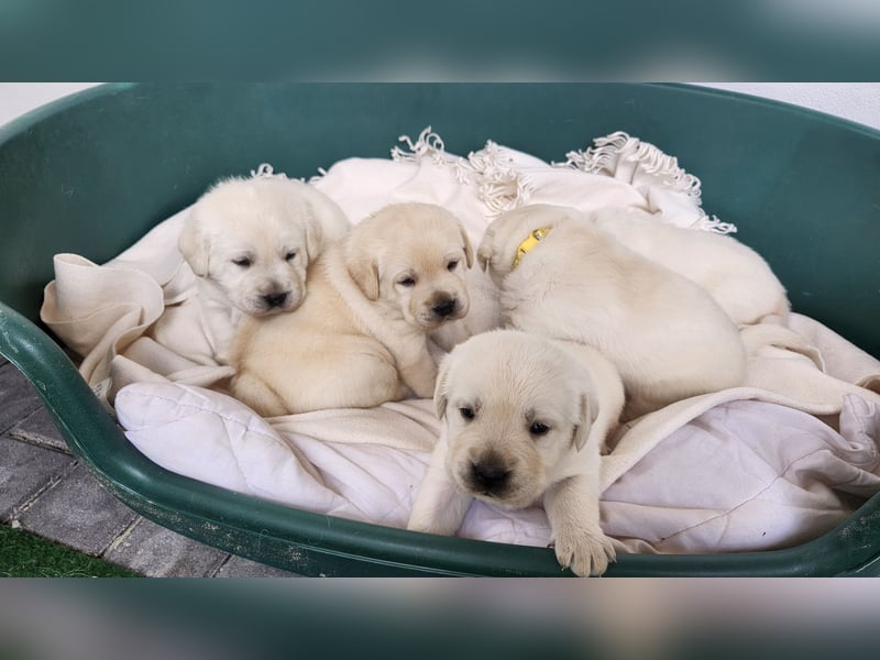 Labrador Welpen weiß/gelb m. Ahnentafel u. Züchternachweis