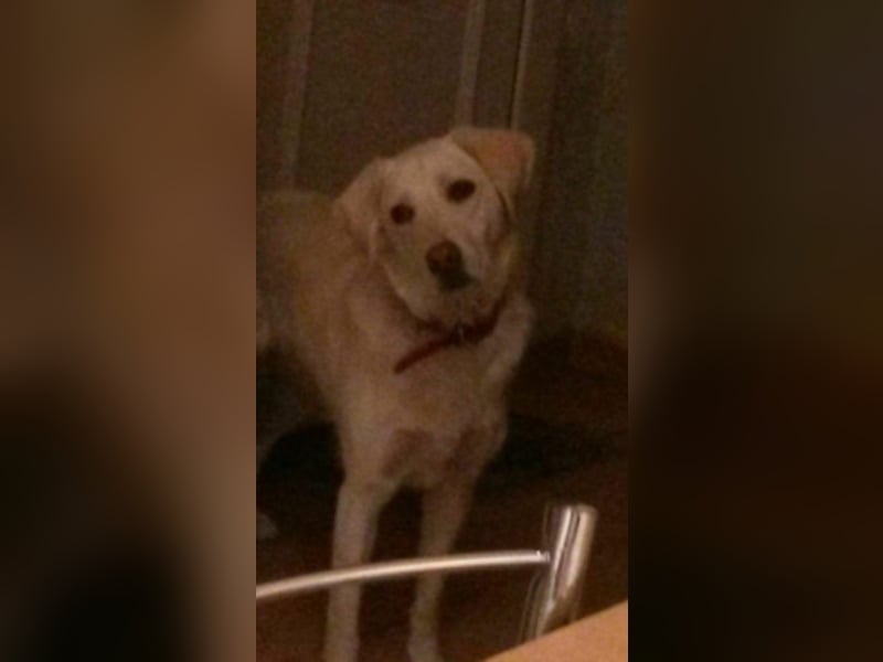 Nanu ist ein sehr verschmustee Hündin! 