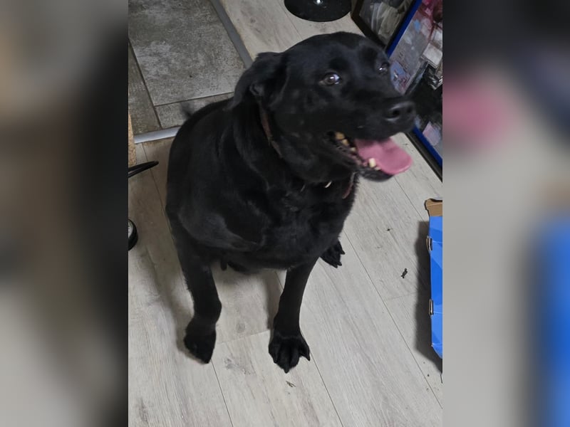 Reinrassige Labrador Hündin sucht ein liebes neues Zuhause