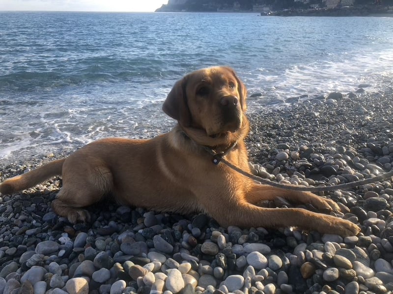 Deckrüde Labrador foxred mit Stammbaum, Internationaler Champion