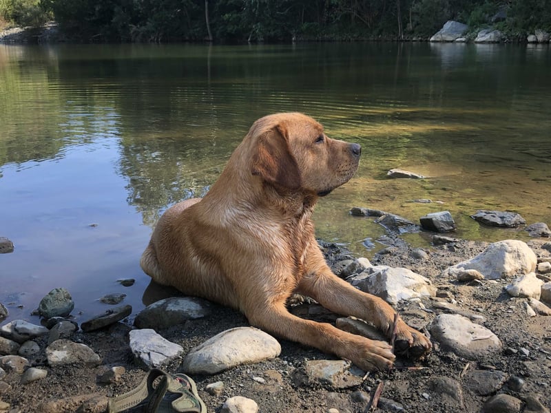 Deckrüde Labrador foxred mit Stammbaum, Internationaler Champion