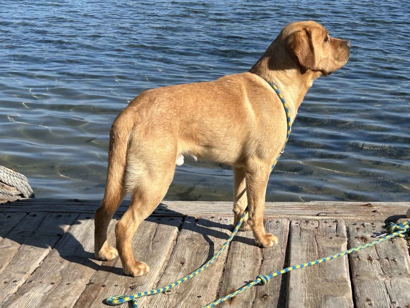 Deckrüde Labrador foxred mit Stammbaum, Internationaler Champion