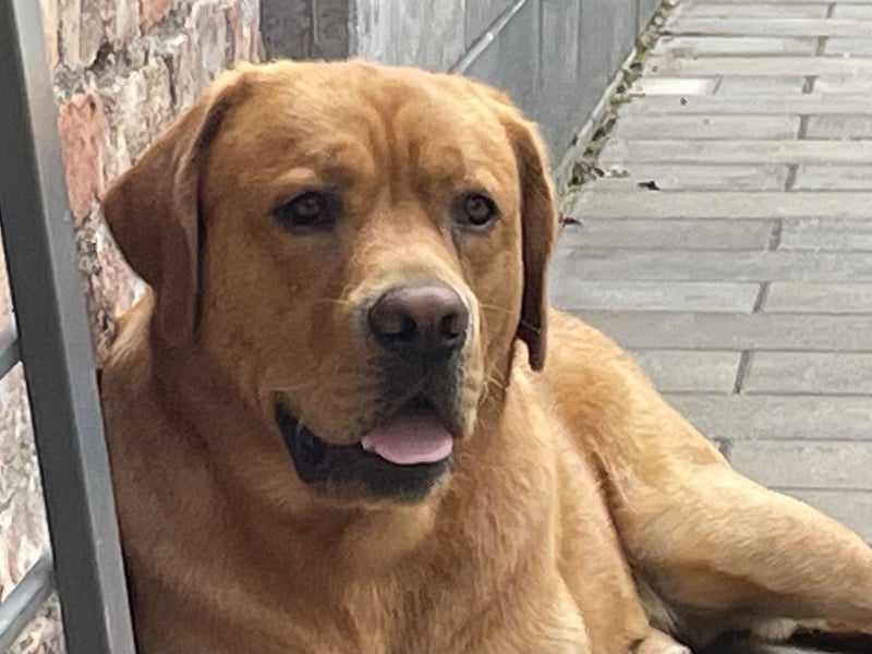 Deckrüde Labrador foxred mit Stammbaum, Internationaler Champion