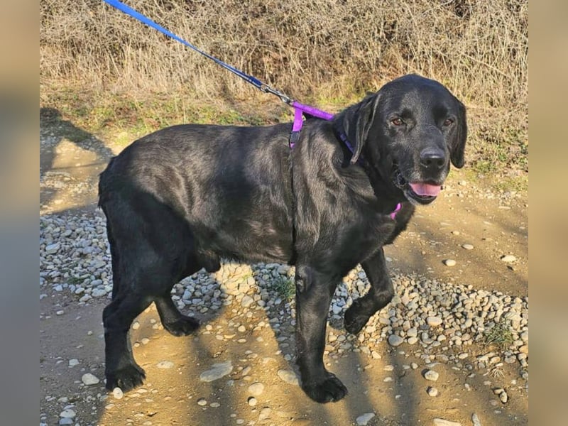 Labrador Alois 57 cm geb. 05/2015 ist ein toller Familienhund