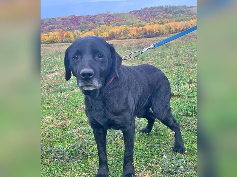 Labrador Alois 57 cm geb. 05/2015 ist ein toller Familienhund
