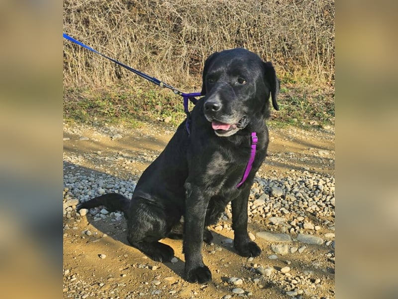 Labrador Alois 57 cm geb. 05/2015 ist ein toller Familienhund