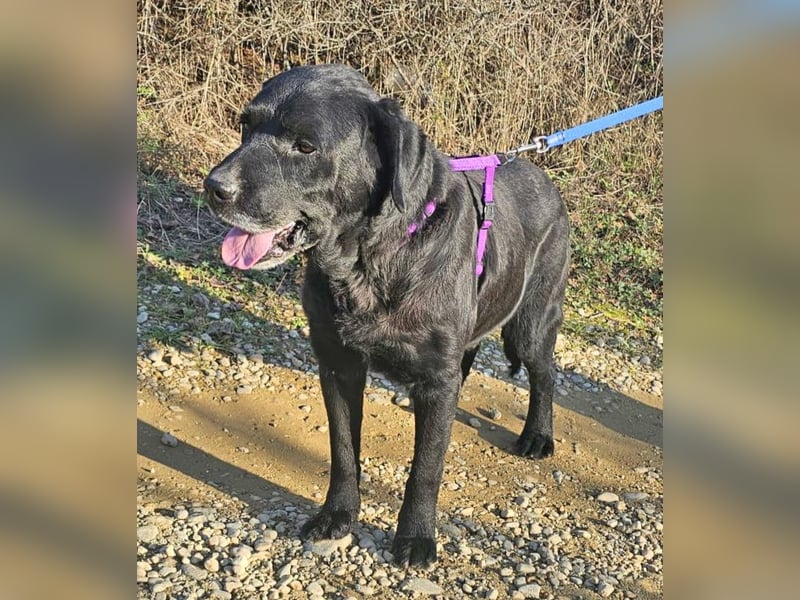 Labrador Alois 57 cm geb. 05/2015 ist ein toller Familienhund