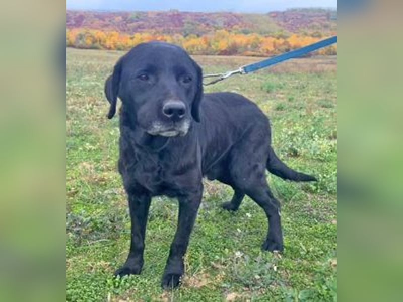 Labrador Alois 57 cm geb. 05/2015 ist ein toller Familienhund