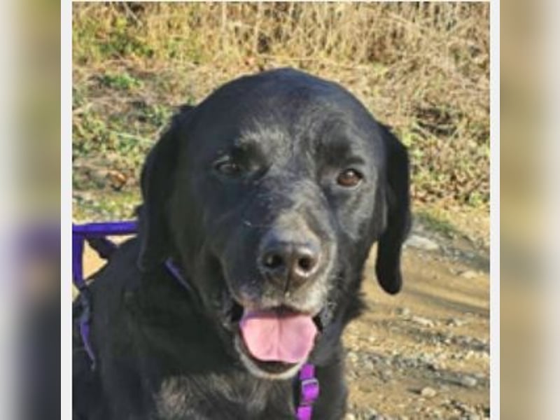 Labrador Alois 57 cm geb. 05/2015 ist ein toller Familienhund