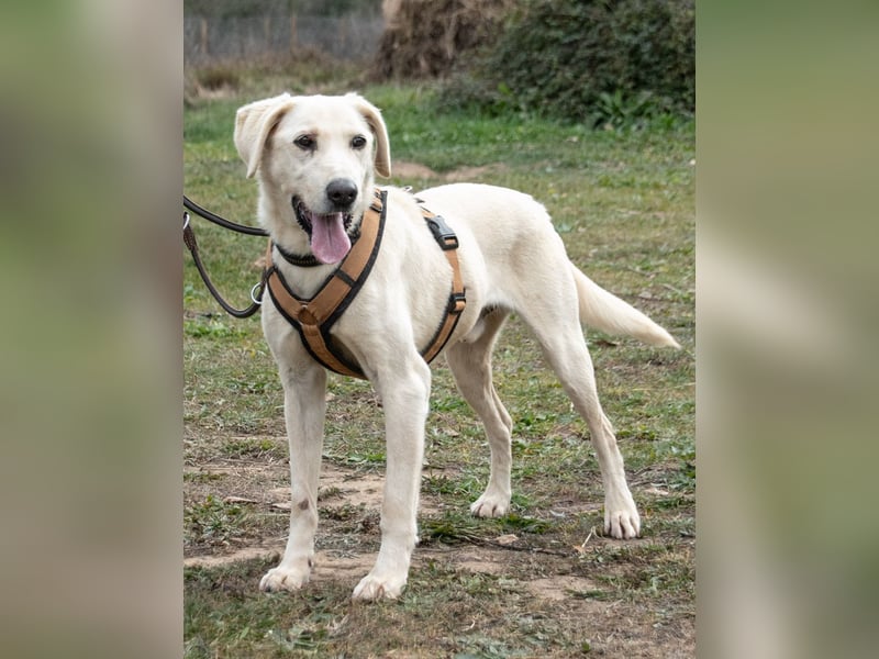 Brownie – ein aktiver Senior mit Charme Brownie – ein aktiver Senior mit Charme