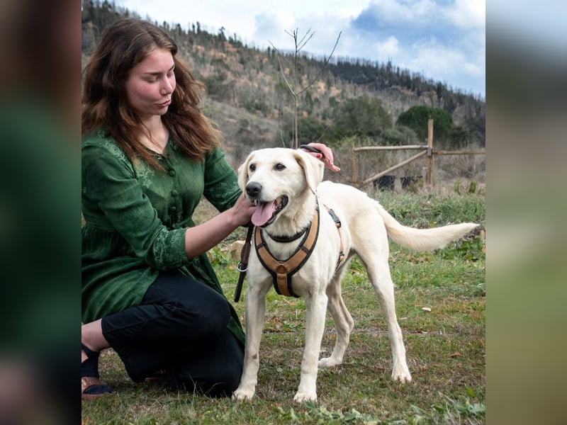 Brownie – ein aktiver Senior mit Charme