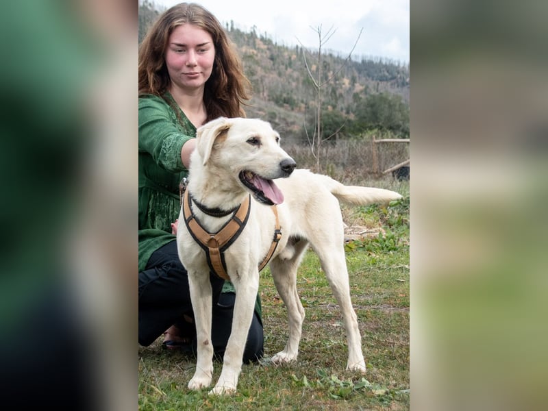 Brownie – ein aktiver Senior mit Charme Brownie – ein aktiver Senior mit Charme