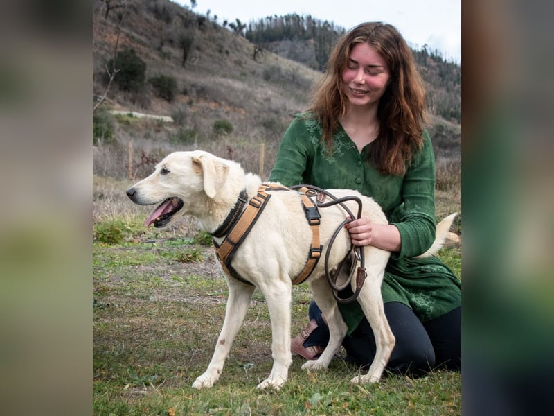 Brownie – ein aktiver Senior mit Charme Brownie – ein aktiver Senior mit Charme