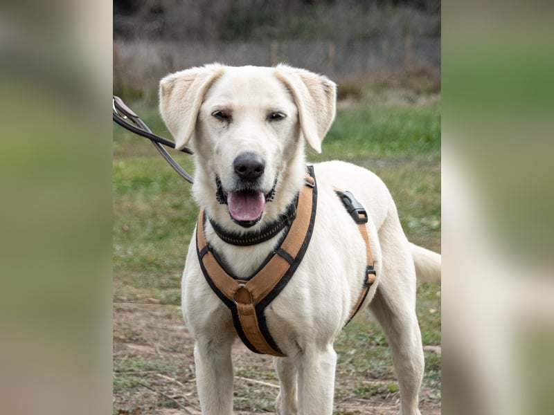 Brownie – ein aktiver Senior mit Charme