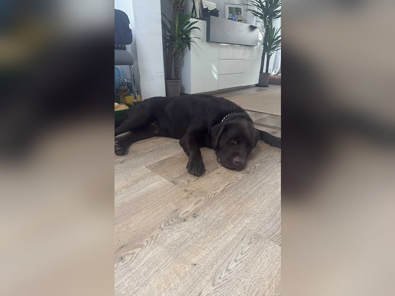 Labrador Retriever Rüde Labrador Retriever Rüde