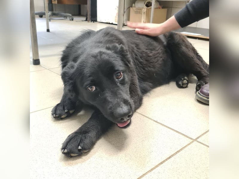 Kinga befürchtet in Tierheim alt zu werden