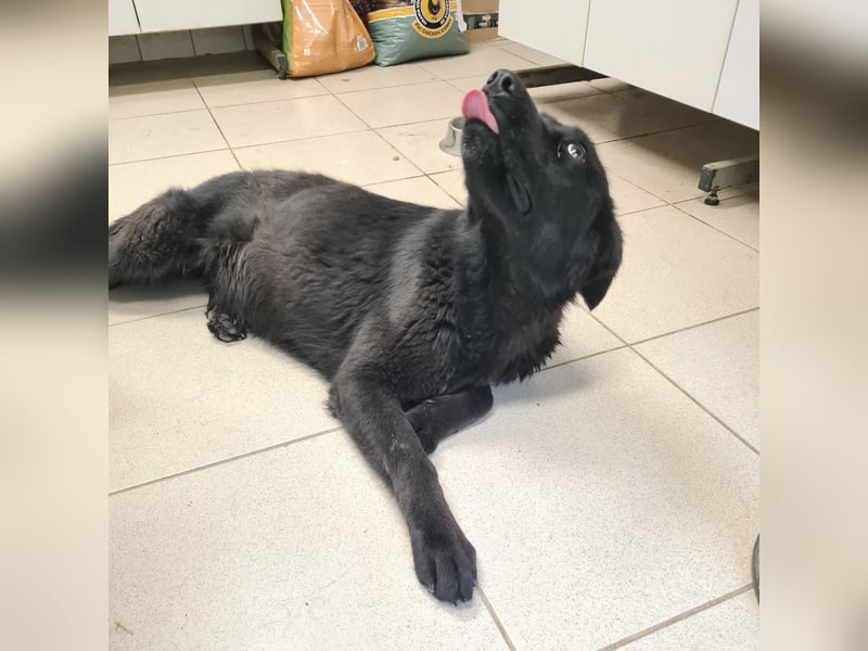 Kinga befürchtet in Tierheim alt zu werden