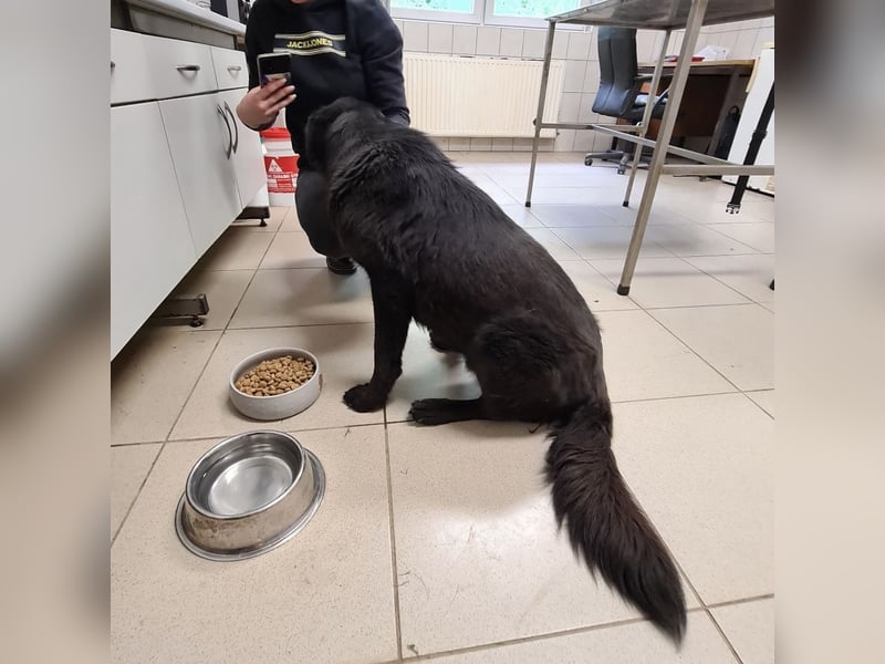 Kinga befürchtet in Tierheim alt zu werden