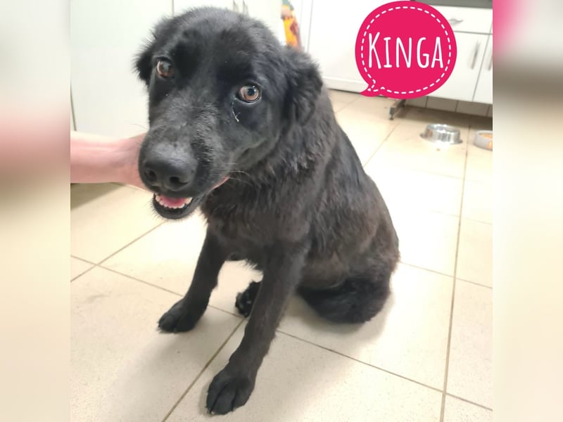 Kinga befürchtet in Tierheim alt zu werden