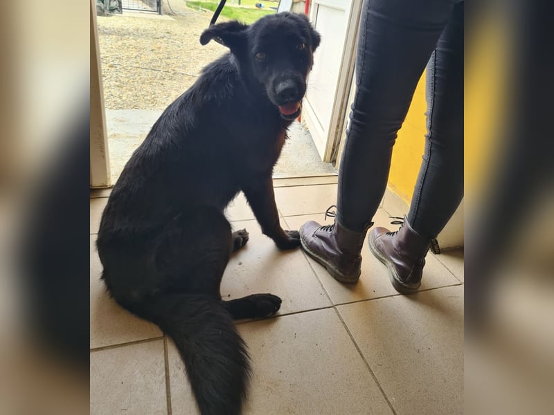 Kinga befürchtet in Tierheim alt zu werden