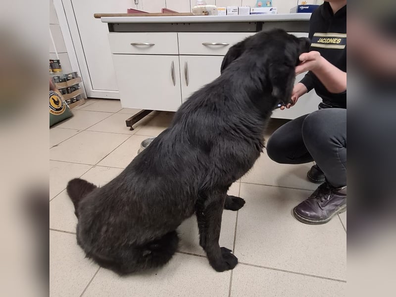 Kinga befürchtet in Tierheim alt zu werden