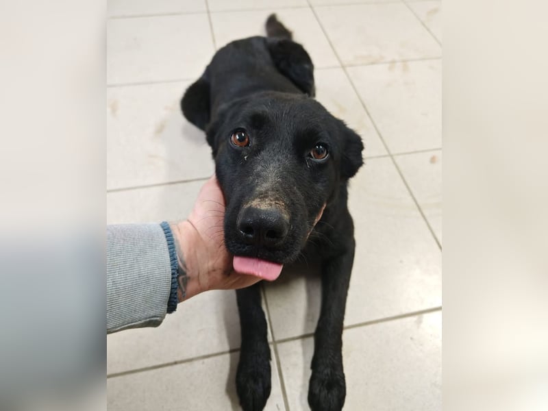 Kinga befürchtet in Tierheim alt zu werden