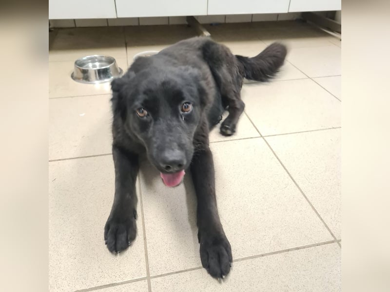 Kinga befürchtet in Tierheim alt zu werden