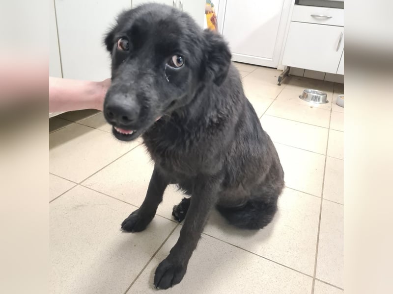 Kinga befürchtet in Tierheim alt zu werden