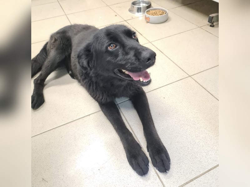 Kinga befürchtet in Tierheim alt zu werden