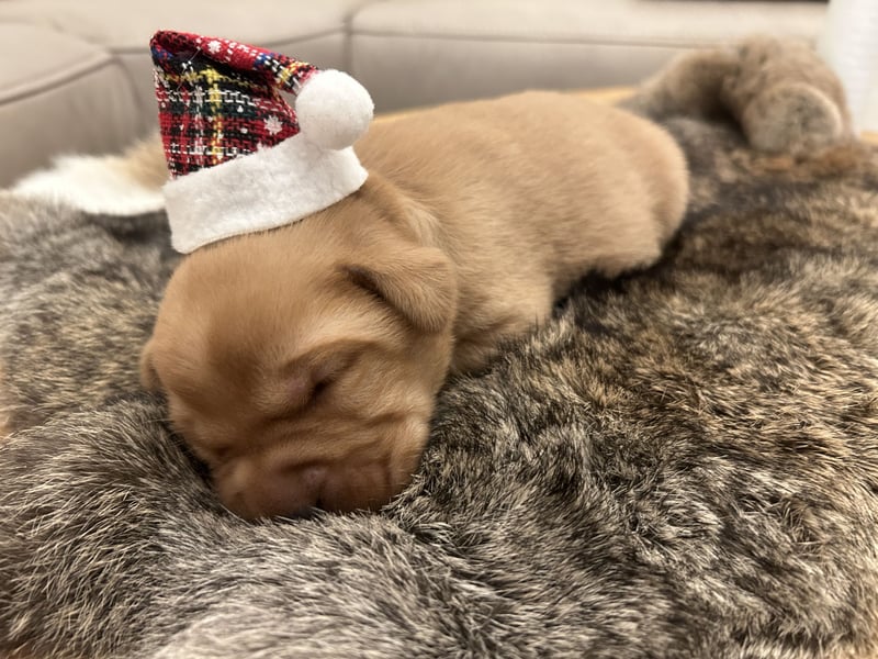 Reinrassige Labrador Welpen in foxred und schwarz